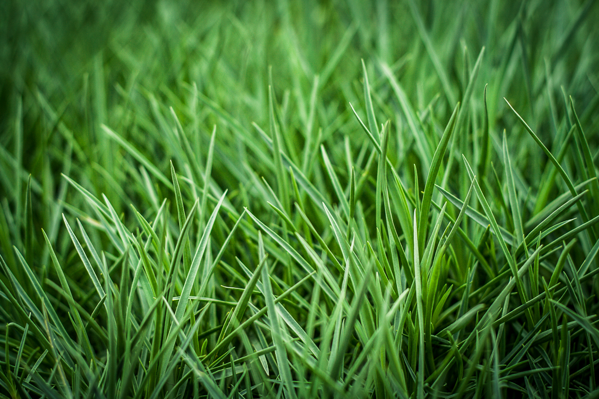 green-grass