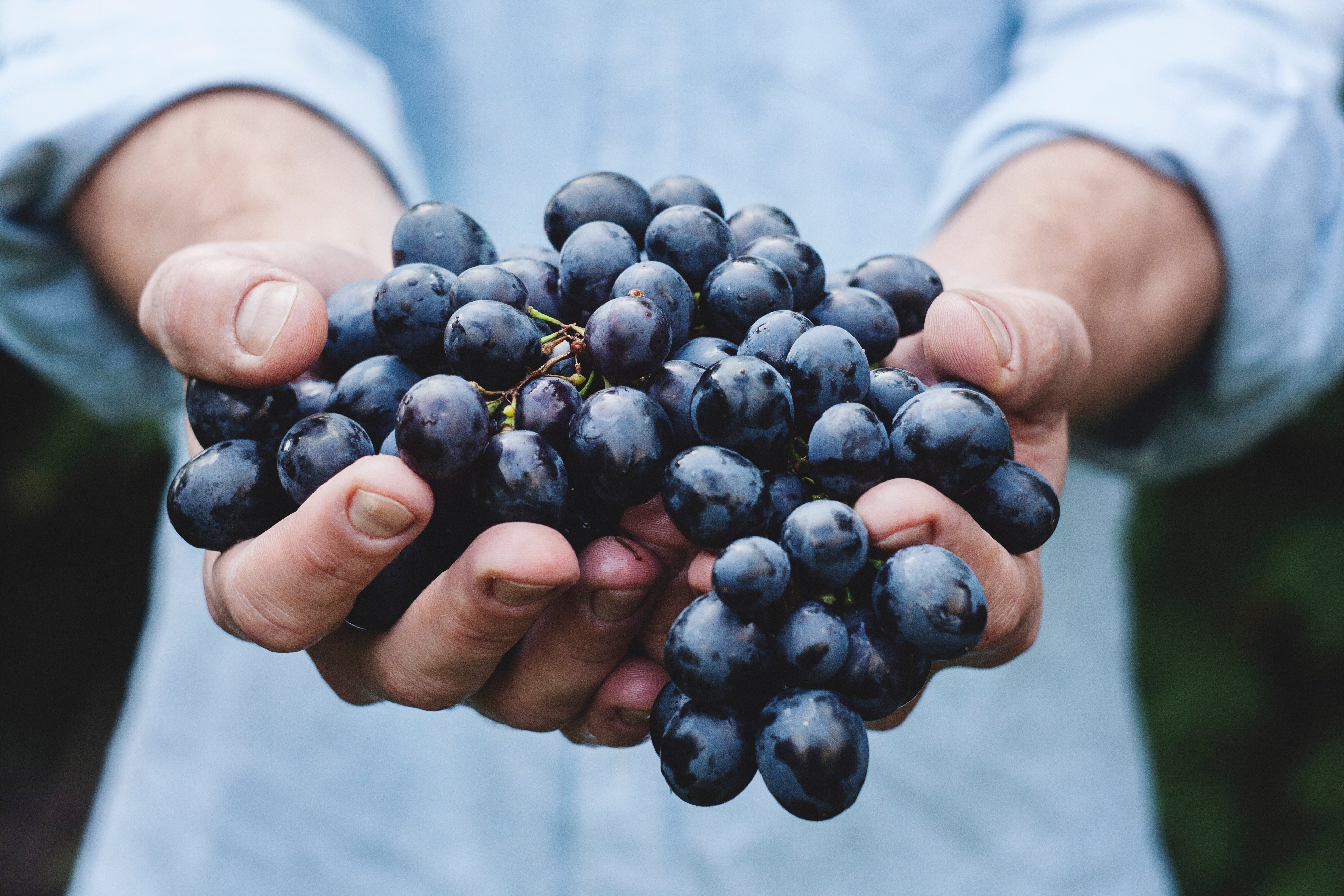 sharing_grapes